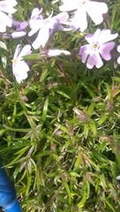 Phlox subulata