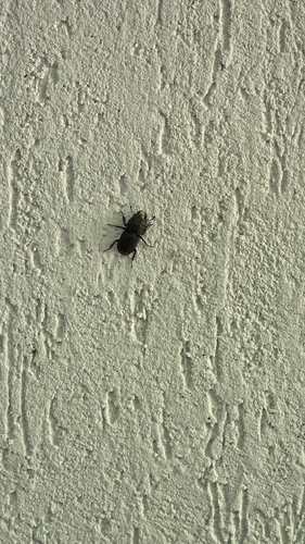 Lesser Stag Beetle