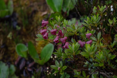 Rhododendron campylogynum