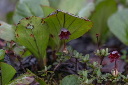 Rhododendron campylogynum, photograph 1