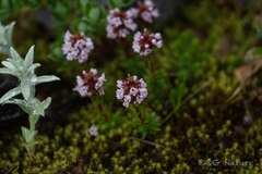 Rhododendron chamberlainii, photograph Wang.QG, CC BY, iNaturalist via GBIF