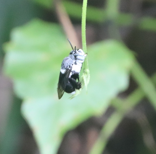 Fimbriated Digger Bee