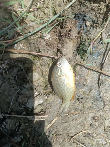 Pumpkinseed