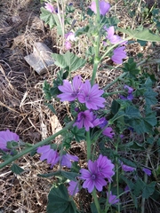 Malva sylvestris