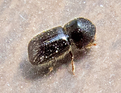 Anisandrus dispar