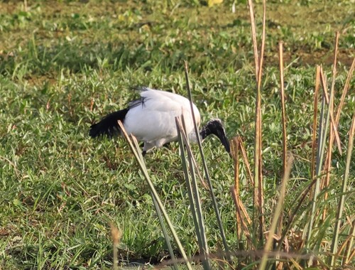 iNaturalist: (c) pilgrim123, some rights reserved (CC BY-NC), uploaded by pilgrim123 iNaturalist image