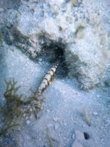 Cryptocentrus leucostictus observed 2026-07-25