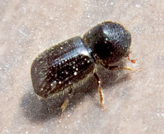 Anisandrus dispar