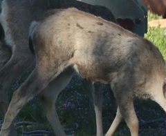 Hippoboscoidea