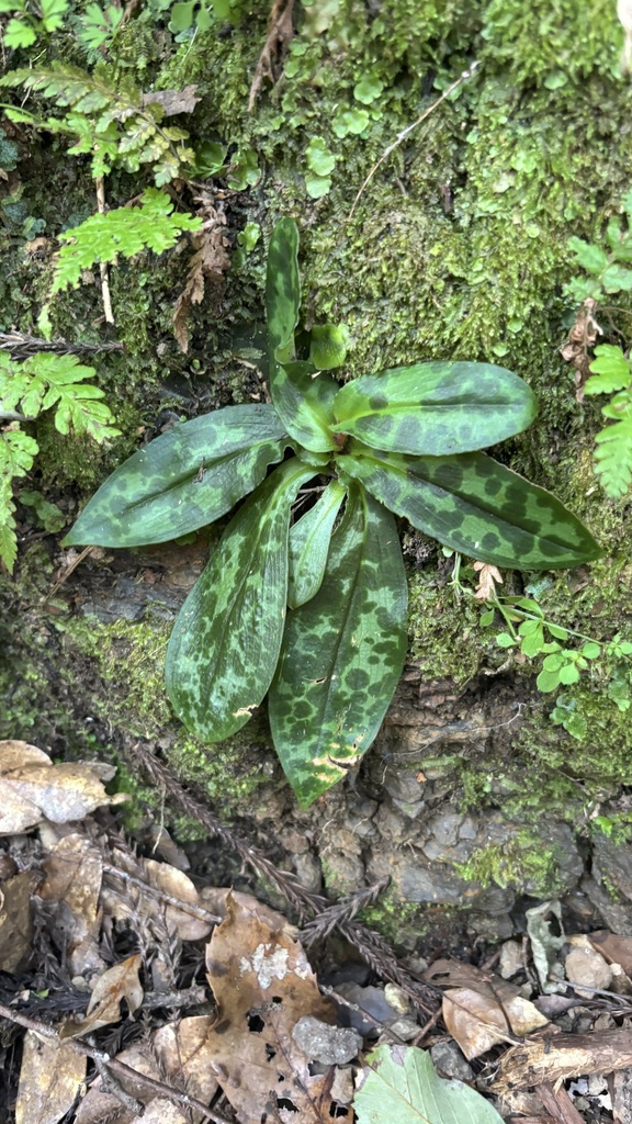 Tricyrtis nana