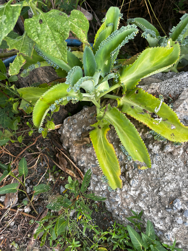 Mother of Thousands