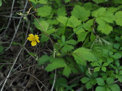 Geum japonicum