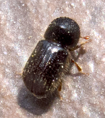 Anisandrus dispar