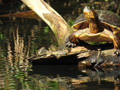 Trachemys ornata