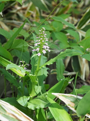 Galearis camtschatica