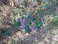 Malva sylvestris