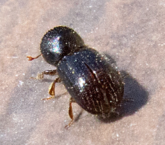 Anisandrus dispar