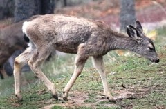 Hippoboscoidea