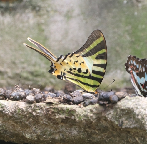 Five-bar Swordtail