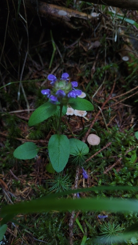 common selfheal