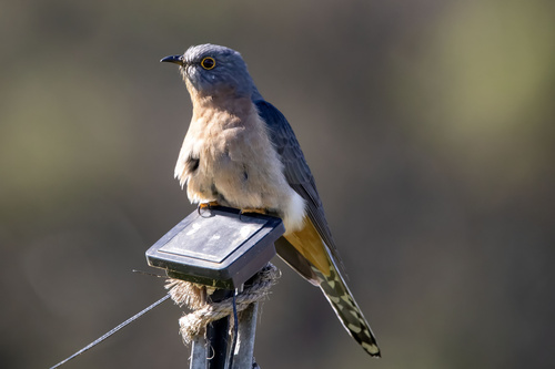 Fan-tailed Cuckoo