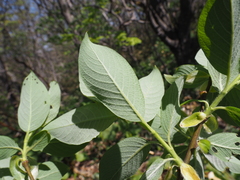 Salix caprea