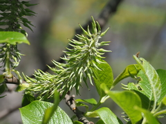 Salix caprea