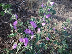 Malva sylvestris