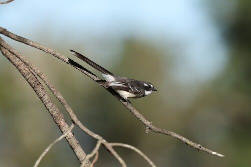 Grey Fantail, photo 5 of 10