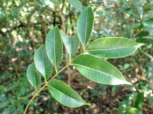 Toxicodendron succedaneum