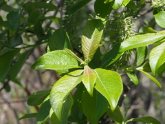 Salix caprea