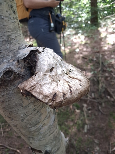 birch polypore