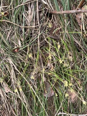 Carex geyeri