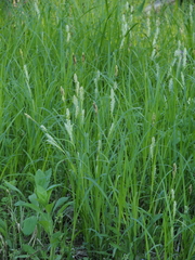 Carex miyabei
