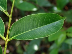 Toxicodendron succedaneum, photograph author not stated, no rights reserved