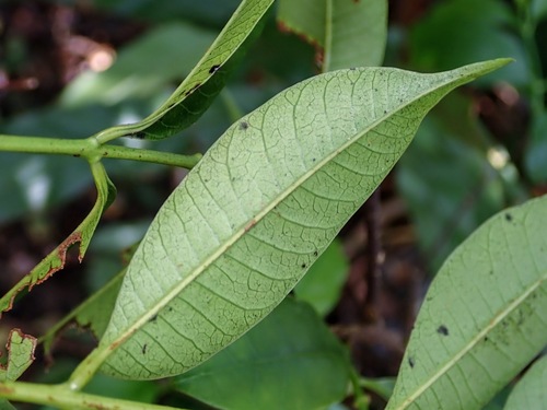 Toxicodendron succedaneum, photograph 4