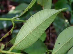 Toxicodendron succedaneum, photograph author not stated, no rights reserved