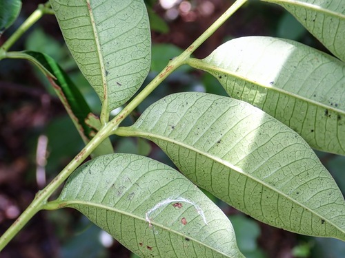 Toxicodendron succedaneum, photograph 3