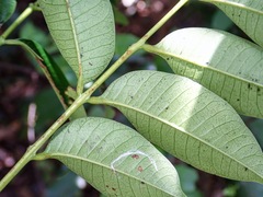 Toxicodendron succedaneum, photograph author not stated, no rights reserved