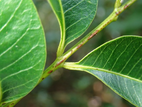 Toxicodendron succedaneum, photograph 2