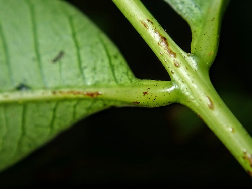 Toxicodendron succedaneum, photograph 6