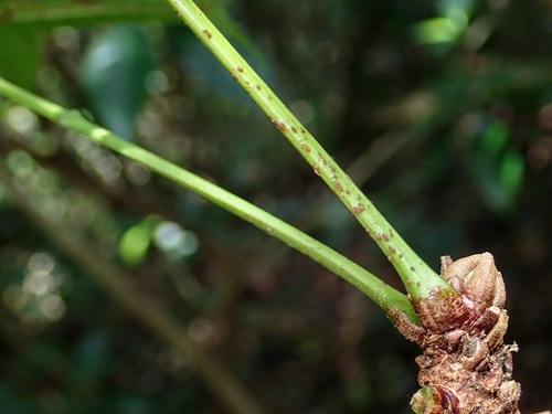 Toxicodendron succedaneum, photograph 5
