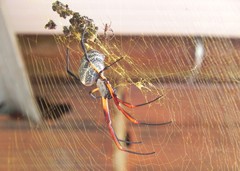 Trichonephila sexpunctata