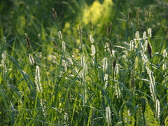 Carex miyabei