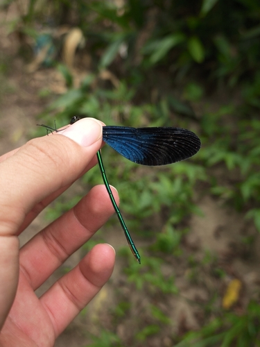 Matrona basilaris