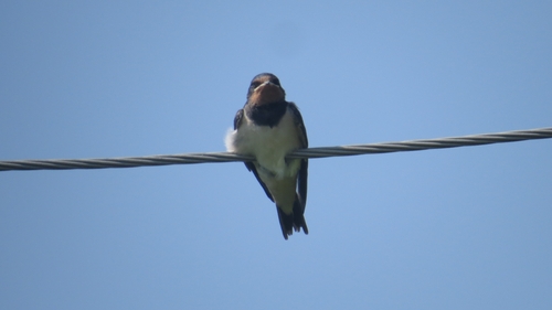 Barn Swallow