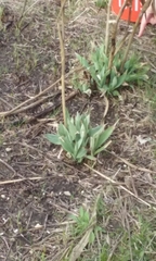 Eryngium yuccifolium