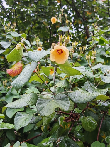 sea hibiscus