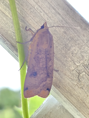 Large Yellow Underwing