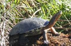 Trachemys ornata